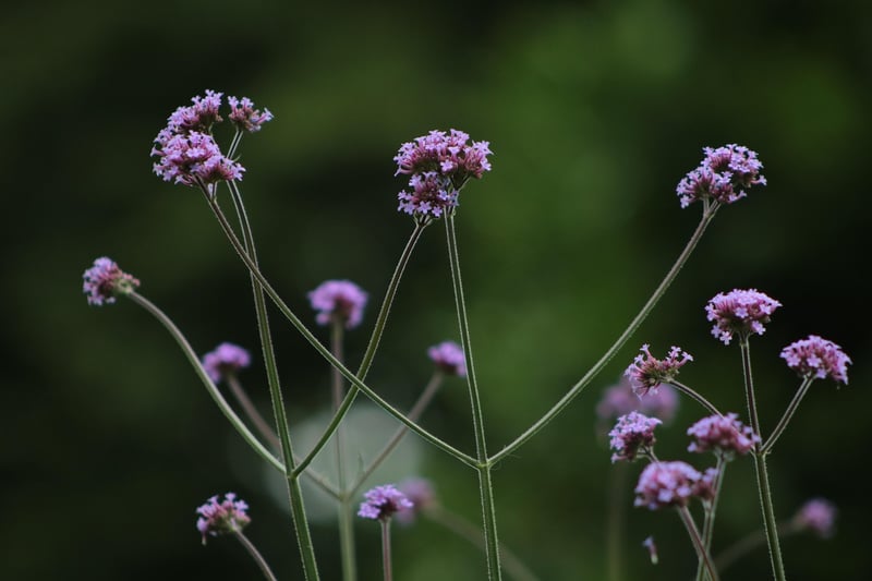 Mermaid-friendly plants