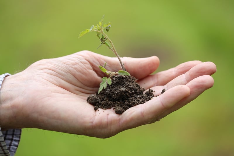 Planting a pixie garden